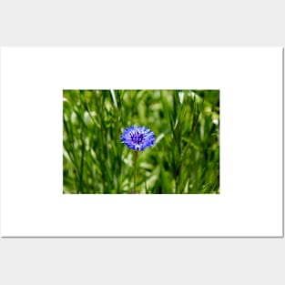 Blue Cornflower Posters and Art